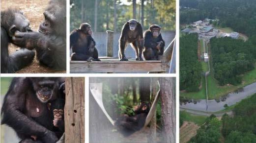 Chimp Haven: Welcome them Home Campaign $20 million expansion of existing facility