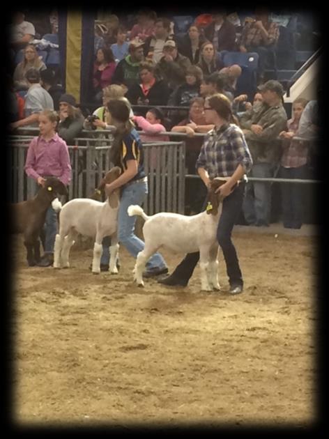 Success in the Show Ring Each year at the Farm Show, hundreds of 4-H and FFA members from across the state bring their best livestock to compete