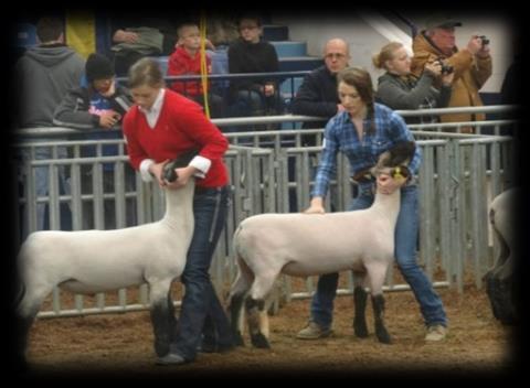 At left, Laura Shatto (Class of 2014) placed 4 th in Lightweight Class III in the market goat show, below.