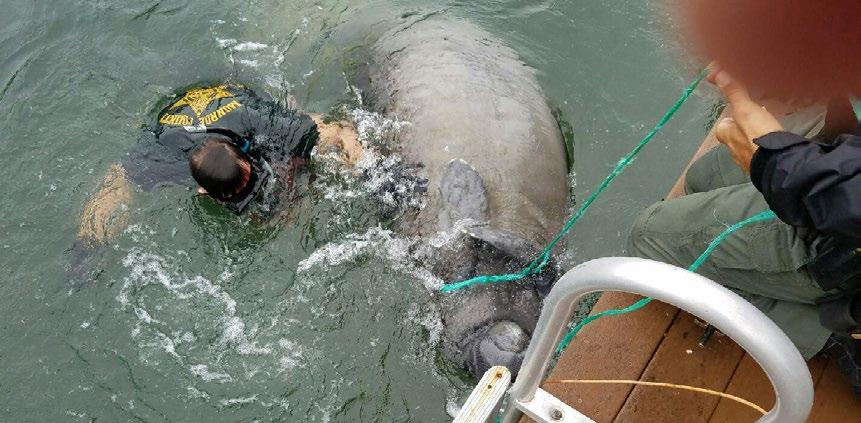 This manatee had a rope tangled around its flipper.