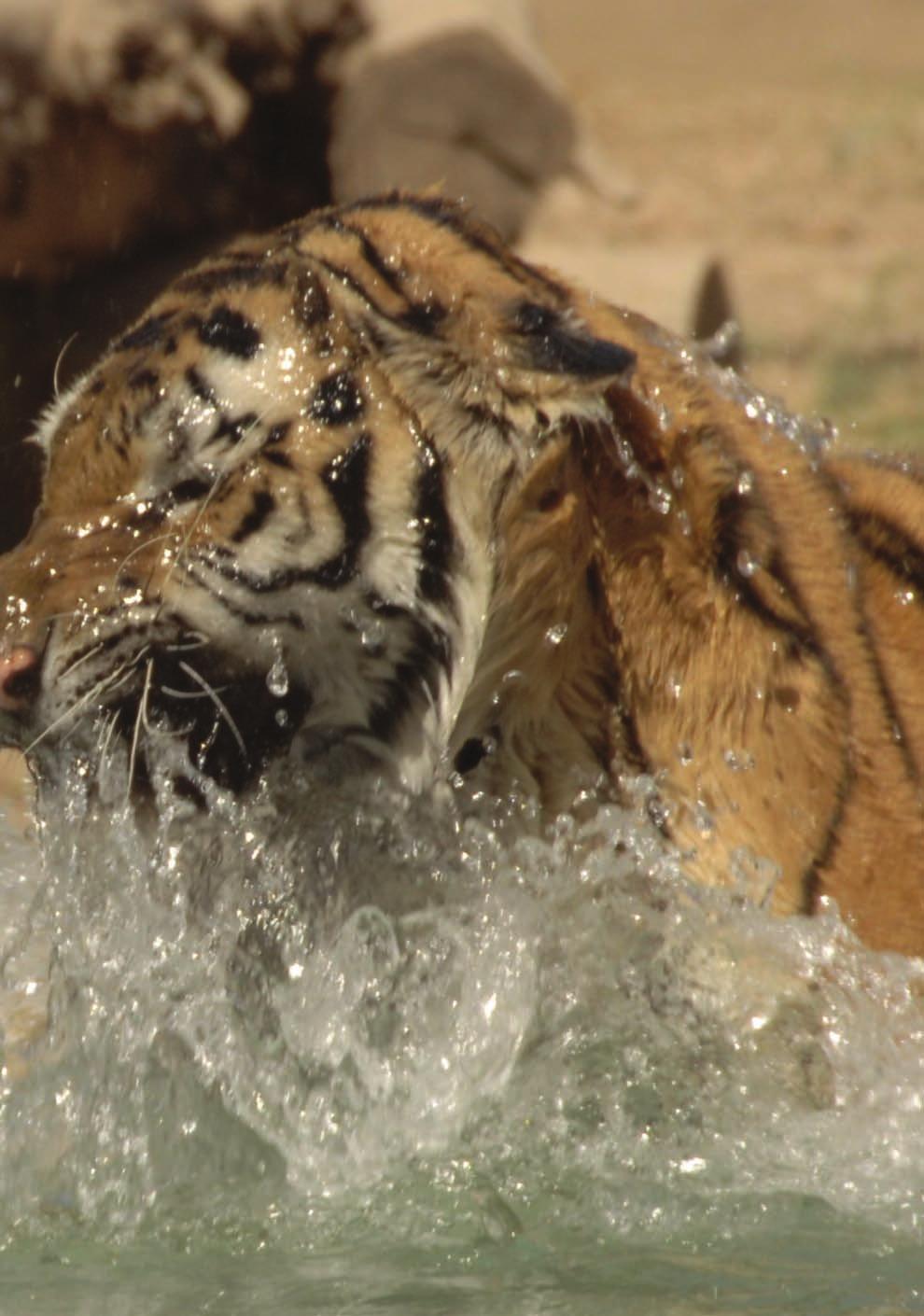 one of two new tigers sent to the Baghdad Zoo from the Conservators Center in North Carolina plays in the water at