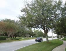The continuity/spacing of street trees can create a strong element of the theme for a CRA, corridor or district.