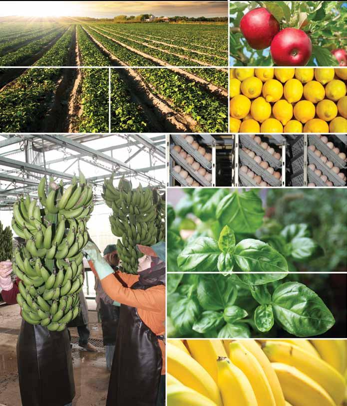 As part of its activities to support the export of agricultural products, IDAL also provides exporters with technical assistance programs.