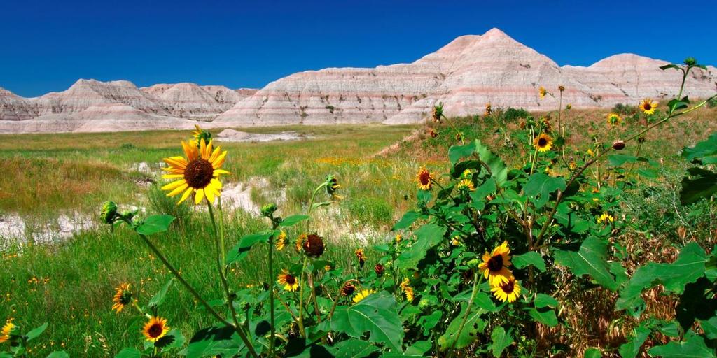 Working through partnerships, NFWF s goal is to directly maintain or improve 1 million acres of interconnected, native grasslands in focal areas within the