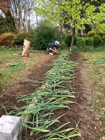 OTHER NEWS WITHIN THE REGION IN 2017AND 2018 SARA VAN BECK planting Historic Daffodils in the Oakland Cemetery, Atlanta, Georgia ALLEN HAAS and BETSY ABRAMS with more daffodil planting at Oakland