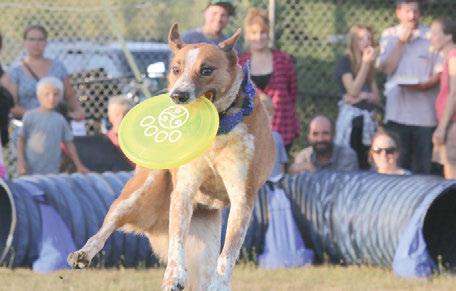All the dogs in the shows are trained using positive training methods with the use of a clicker and toy motivation, according to information from the business.