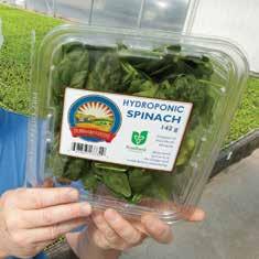 The project outcome was a spinach harvester that gets 30 per cent more spinach off the pond in a fraction of the normal time.