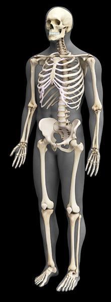 Orthopaedic Orthopaedic means parts of your body like your Bones