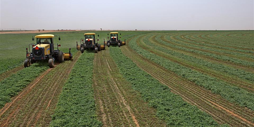 EAST AFRICA REGION Sudan GLB Invest is developing one of the largest center-pivot irrigated alfalfa farms in Sudan.