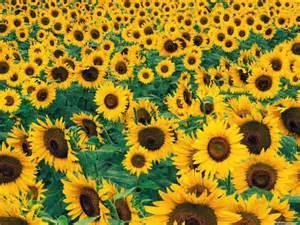 Ellis Sunflowers