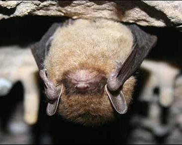2018 Bats for the Future Fund RFP Goals & Objectives BFF Goals Prevent or slow the spread of WNS across North America Promote survival and recovery of WNS-affected bats through treatment & management