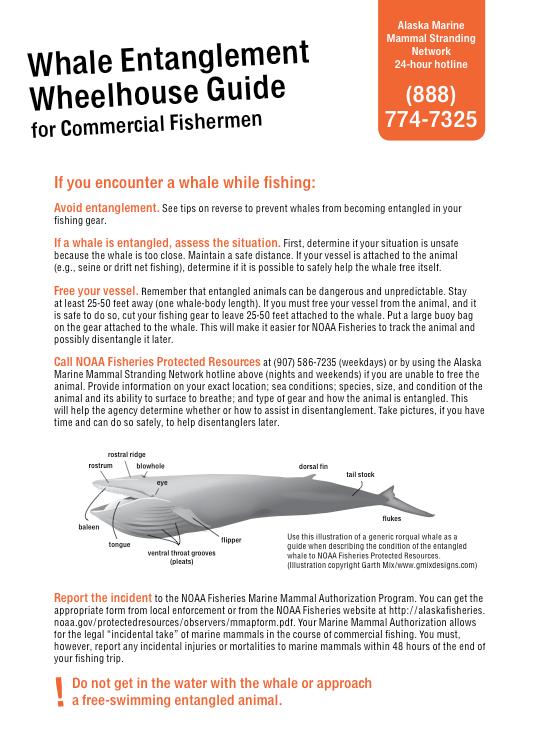 Preventing Whale Entanglements in Alaskan Net Fisheries Alaska Sea Grant Marine Advisory Program (Kate Wynne, Sunny Rice, Briana Witteveen) Funded by NPRB Part I: Preliminary research to find