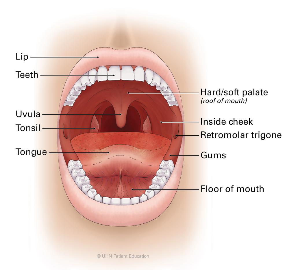 What is oral cancer? Oral cancer is cancer that can happen anywhere inside your mouth.