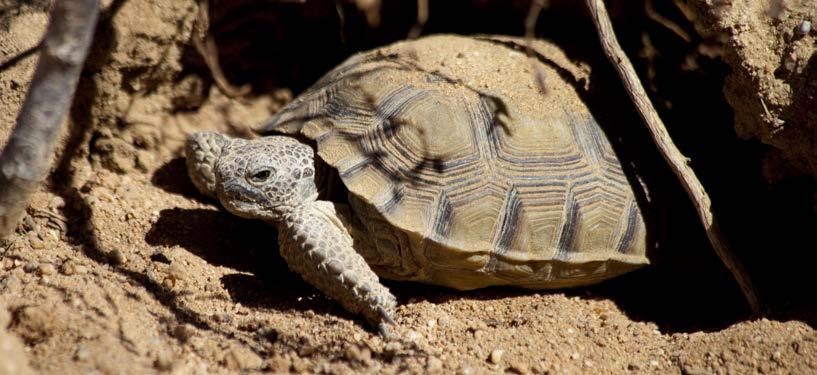 species like the threatened desert tortoise. These stewardship activities also benefit the surrounding communities.