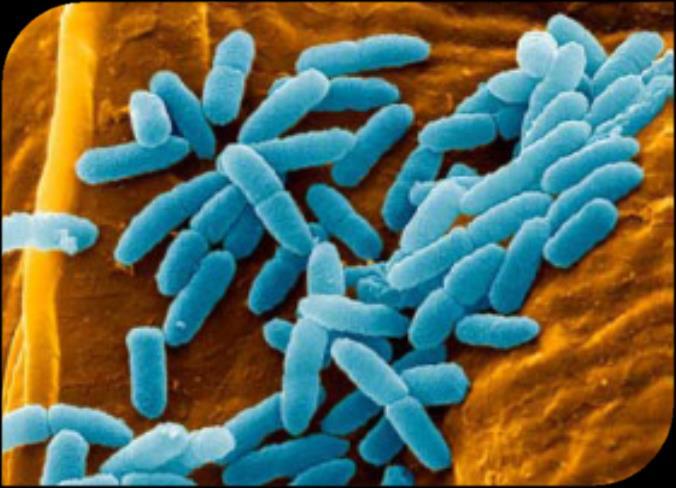 OHSS: H&S Management Standard 103 Control of Legionella Management Standard: Control of Legionella 1. Legal Framework This policy is produced to ensure compliance with; 1.1. the Health and Safety at Work Act 1974; 1.