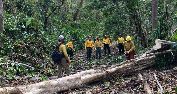 Fire crews clear fallen trees in the El Yunque National Forest after Hurricane Irma. Jose M. Martinez, U.S. Fish and Wildlife Service via Wikimedia and damage.