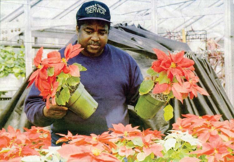 Joe Dickens, head gardener at the Department of Psychiatry s Horticulture Therapy Greenhouse, prepares a few of the facility s 500 poinsettia plants for delivery to Walter Reed wards during the