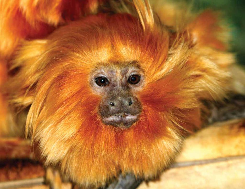 Golden Lion Tamarin Leontopithecus rosalia These small primates live in family groups, and the father