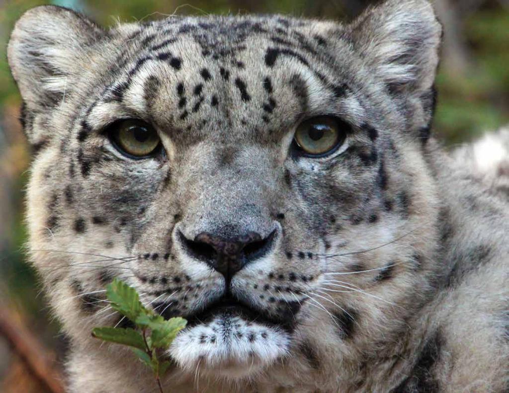 Snow Leopard Uncia