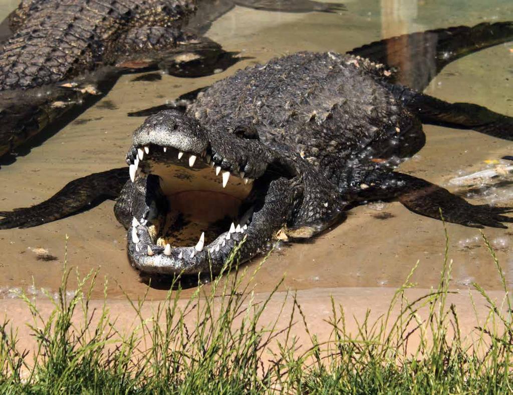 Siamese Crocodile Crocodylus siamensis Adult