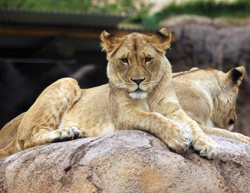 African Lion Panthera leo Lions
