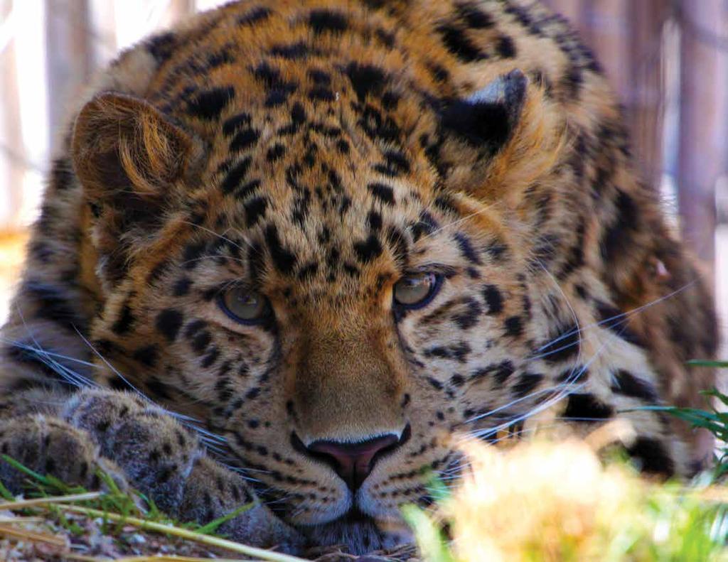 Amur Leopard Panthera pardus orientalis It is estimated that there are less than 40 Amur
