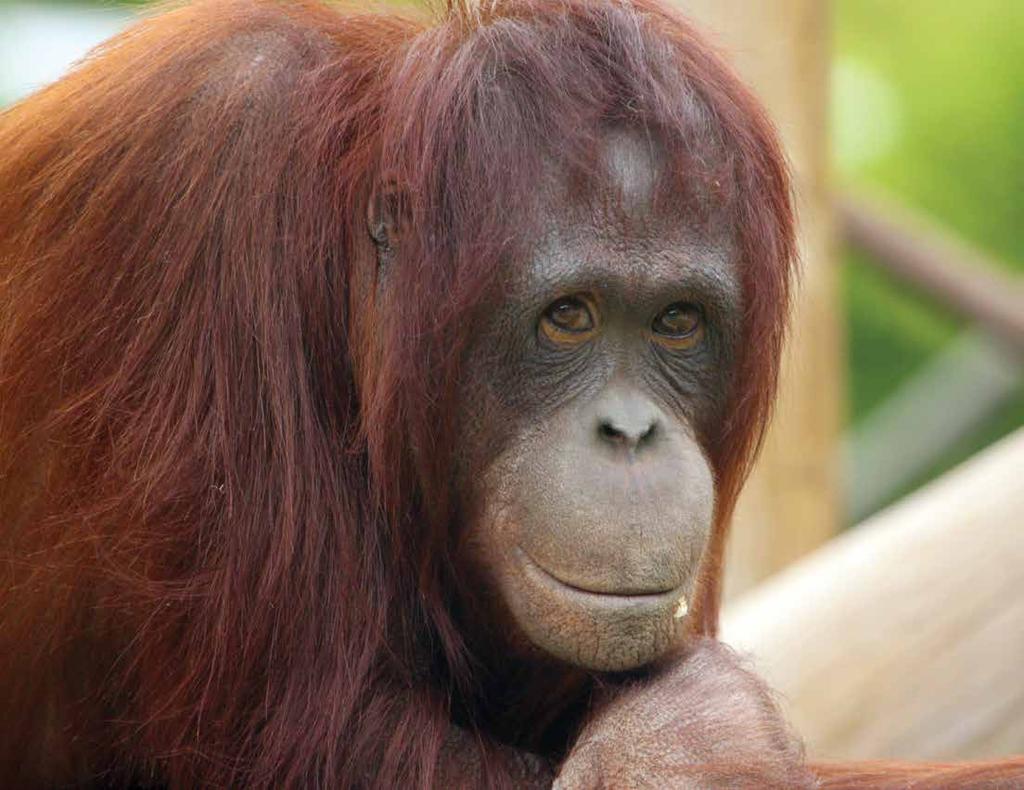 Bornean Orangutan Pongo pygmaeus Orangutan