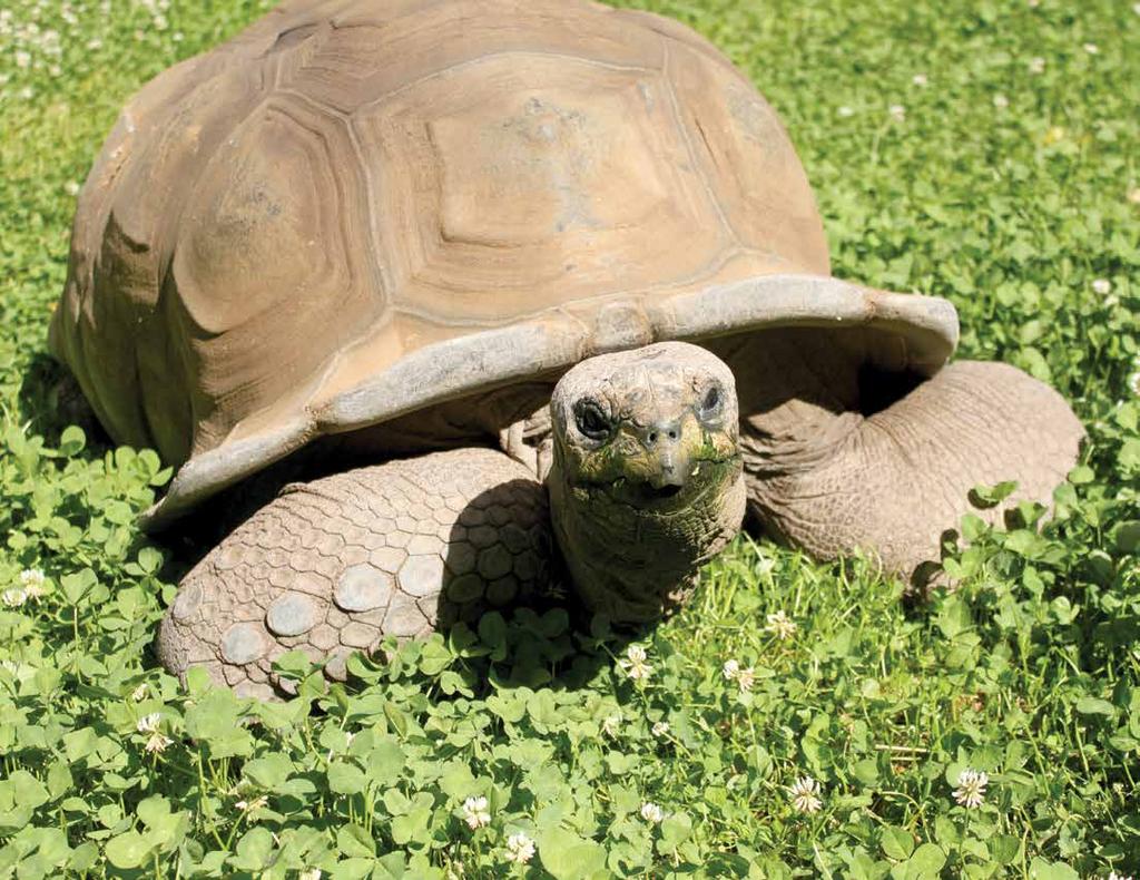 Aldabra Tortoise Geochelone gigantea These