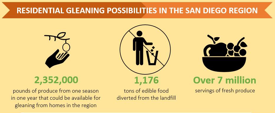 There are five gleaning organizations in the San Diego region and, together, they collected over 500,000 pounds of food in 2016, which equates to 1.