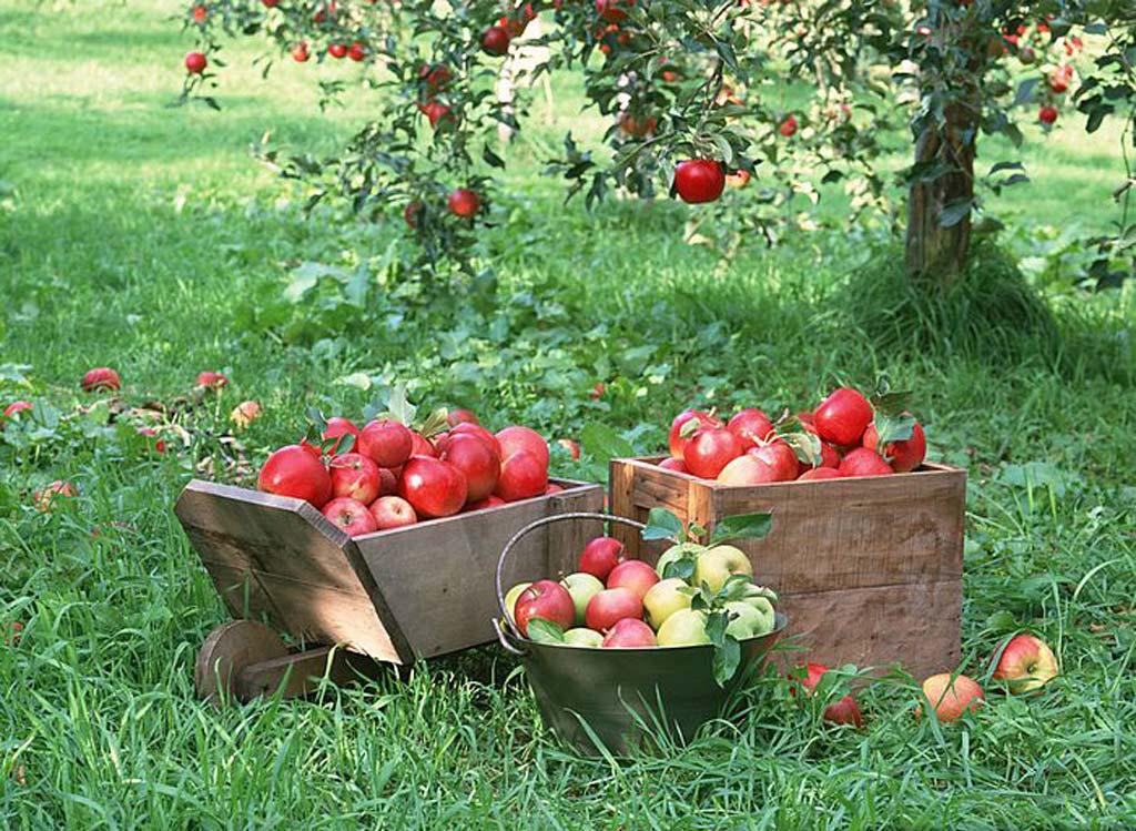 Saint Joseph Parish 173 Albion Street, Wakefield MA 01880 Twenty-Fifth Sunday in Ordinary Time It s time for apples!