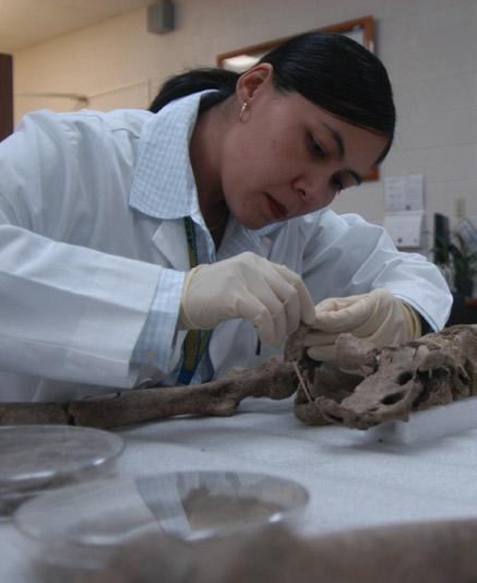 The forensic anthropologist assigned the case in the laboratory is not the individual who completed the recovery in the field.