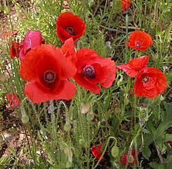 In Flanders Fields by John McCrae, May 1915 In Flanders fields the poppies blow Between the crosses, row on row, That mark our place; and in the sky The larks, still bravely singing, fly Scarce heard