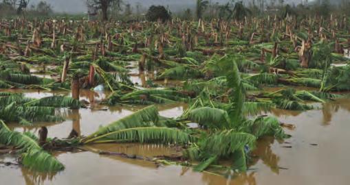 Tropical Cyclone Yasi leaves around 75 per cent of the state s banana crop in ruins.