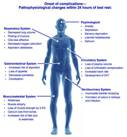 Pathophysiological changes within 24H of bed rest Image
