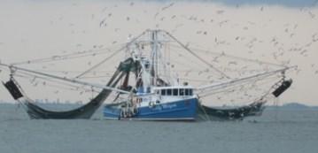 Page 4 ALERT ALERT! SHRIMP BOATS, LIGHTS AND DAY SHAPES The Porthole We have many shrimp trawlers in our local waters.