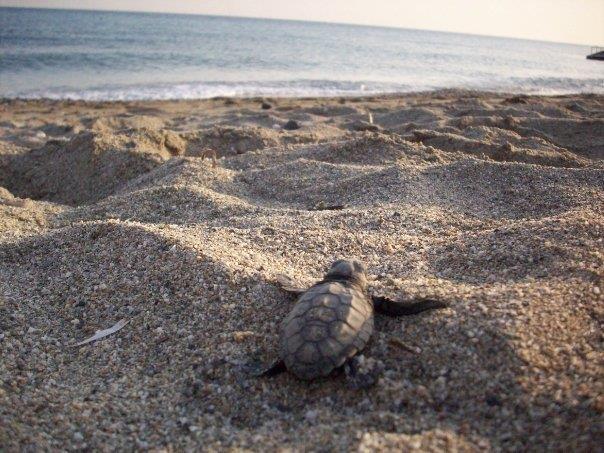 Project Information There is an opportunity for volunteers to work on a turtle conservation project in Greece.