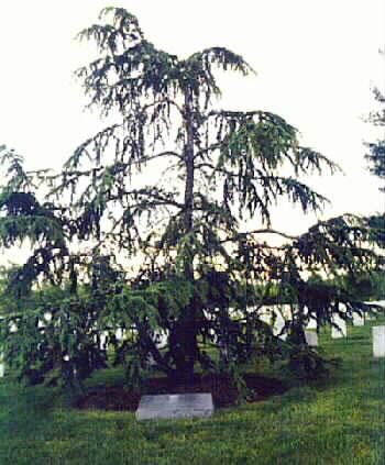 A Lebanese Cedar tree was planted here on October 23,