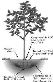 NEW TREE PLANTING All tree planting projects must follow the Best Management Practices for Tree Planting, a special companion publication to the ANSI A300 Part 6: Tree, Shrub, and Other Woody Plant
