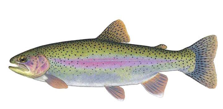 Scouts and Webelos are not required to have a fishing license, but all Scouters (adults) must have a current Virginia fishing license with a trout stamp.