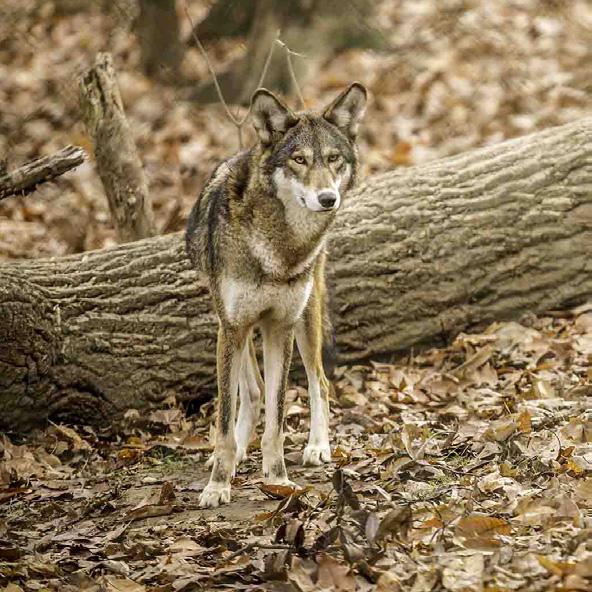 Animal Spotlight: Red Wolf Interpretation Guide Status SSP Yellow Critically Endangered (IUCN Red List) Danger Threats Loss of habitat Population Wild: 50 Captivity: 200 in captive breeding