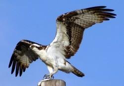THE CIVIC SERVICE ZONE A Major Goal of America s Boating Club EarthCam and the North Carolina Wildlife Federation (NCWF) bring you a live streaming bird s-eye-view of an osprey nest located on Lake