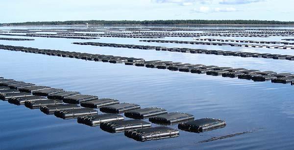 Aquaculture Aquaculture is an important industry in New Brunswick, and has become the cornerstone of the economy in a number of communities.