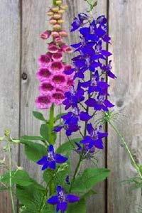 4-H NEWS IN AGRICULTURE Flower of the Month: Larkspur For all you 4-H horticulturists out there, here is some information on the flower of the month of July.
