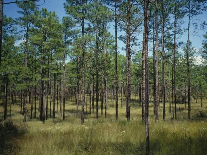 National Forest Service lands to restore the fire dependent longleaf ecosystem for