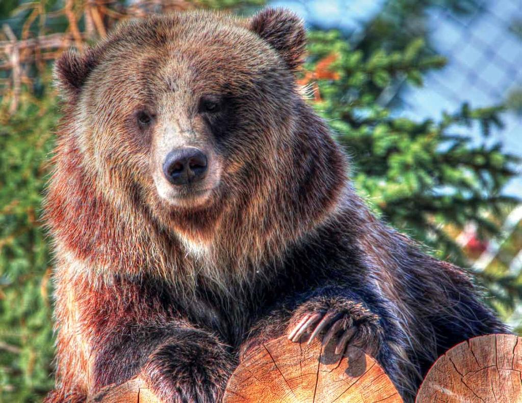Grizzly Bear Ursus arctos