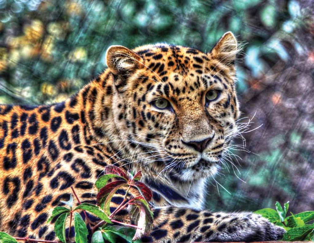 Amur Leopard Panthera pardus