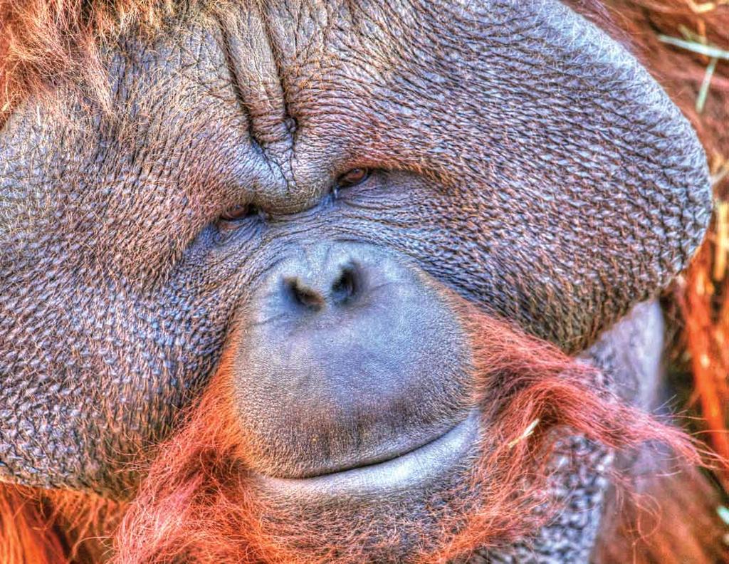 Bornean Orangutan Pongo pygmaeus pygmaeus Orangutans are now extinct in