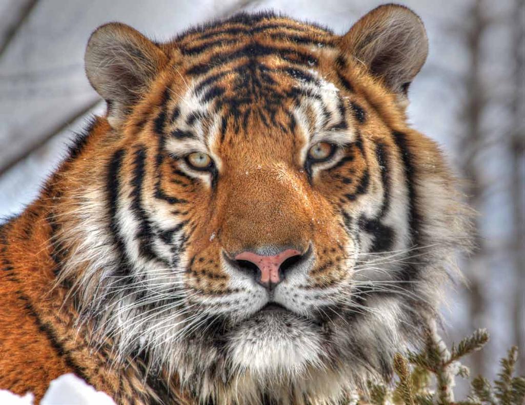 Amur Tiger Panthera tigris altaica