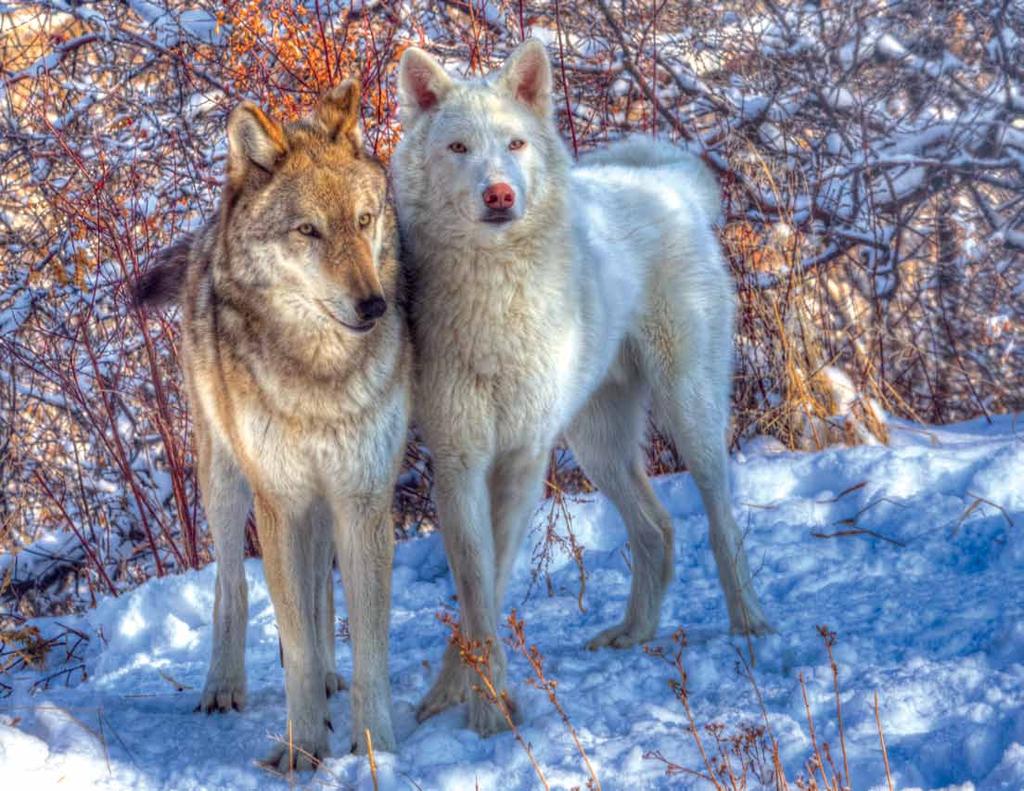 Gray Wolf Canis lupus Wolves can travel long distances at a