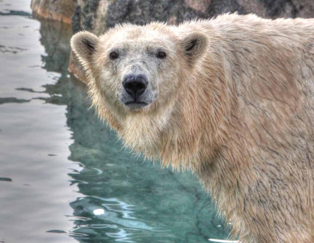 Polar Bear Ursus maritimus Polar bears throw tantrums!